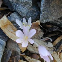 Colchicum troodi detail
